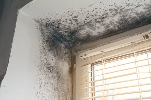 Trusted Attic Mold Removal service in Parkville, MD - Cheap Mold Removal